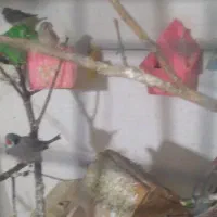 قفس مرغ عشق و فنچ