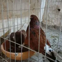 کبوتر|پرنده|مسجد سلیمان, |دیوار