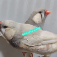 فنج در نژادورنگهای مختلف با قیمت مناسب