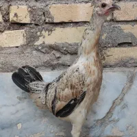 تخم مرغ نطفه دار|حیوانات مزرعه|اهواز, کوی آغاجاری|دیوار