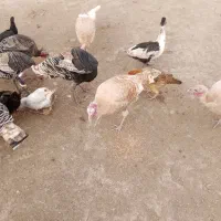 بوقلمون|حیوانات مزرعه|گنبد کاووس, |دیوار