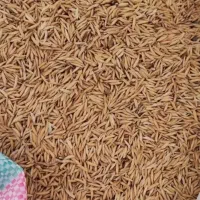 بذر شالی فجر سوزنی نودروزه‌کیلویی۱۹۵هزار تومن