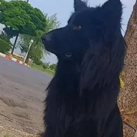 سگ ژرمن شولاین مو بلند وارداتی