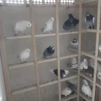 کبوتر پرشی|پرنده|کرج, کمال‌شهر|دیوار