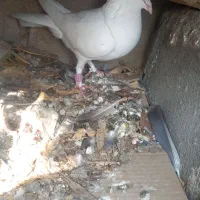 کبوتر۱۱عدد|پرنده|خان ببین, |دیوار