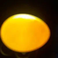 تخم عروس هلندی