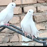 کبوتروگندم