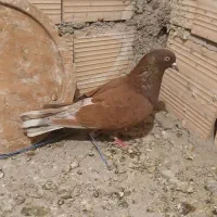 سرخ نر|پرنده|شهریار, شهرک امیریه|دیوار