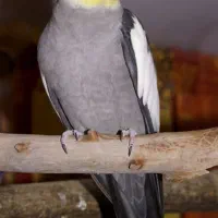 عروس هلندی به نام چیکو در شهرک سعدی گمشده