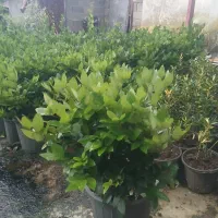 یاس هلندی|گل و گیاه طبیعی|کلاچای, |دیوار