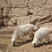 میش با بره علفخوار فروشی