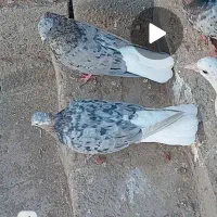 قیمت 3500|پرنده|سبزوار, رباط|دیوار