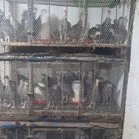 جوجه بوقلمون برنز با کیفیت|حیوانات مزرعه|قائم‌شهر, |دیوار