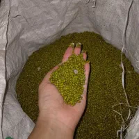 ماش امساله درجه یک درشت