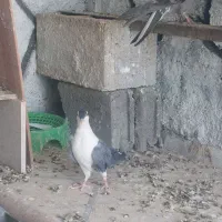 کبوتر پرشی دونه ۲۰۰روهم
