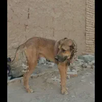 توله چهارده ماهه سروکله دار و درشت و ذات خوب|سگ|کاشمر, |دیوار