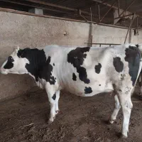 تلیسه تازه زا|حیوانات مزرعه|گرگان, |دیوار