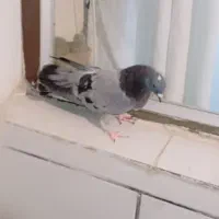 معاوضه|پرنده|جونقان, |دیوار