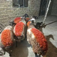 ۷عدد میش درشت جوان آوستن ویک عدد زایده