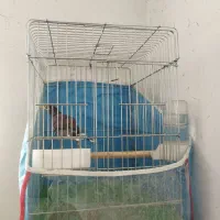 مرغ مینا آواز خوان