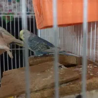 جفت مرغ عشق شرط سالم