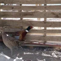 جفت پرنده نر و ماده عتیقه