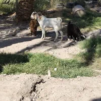 فروش گوسفند