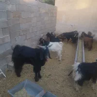 12عدد کهره نر فروش کیلویی 300|حیوانات مزرعه|سیمکان, |دیوار