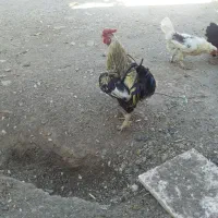 عدد خروس برا فروش دارم