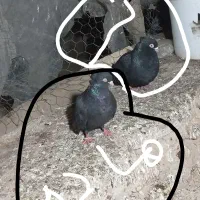 زاغ آبادانی