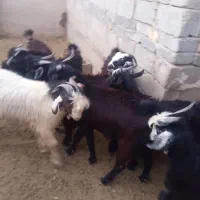 فروش کهره نر