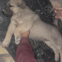 واگذاری سگ پژدر سرابی نگهبان گله