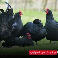 مرغ تزیینی