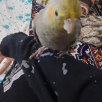 ۳ عدد عروس هلندی ۲ عدد نر و ۱ عدد ماده