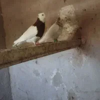 کفتر
