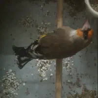 سهره دورگ معاوضه با قناری رسمی بلند سوپری نر|پرنده|تهران, سلیمانی|دیوار