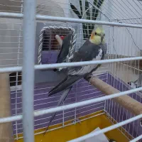 عروس هلندی نر