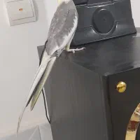 عروس هلندی نر معاوضه با یک جفت مرغ عشق