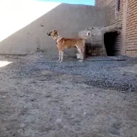 سک کله ای بشرط سالم