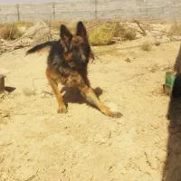 سلام یک ژرمن|سگ|تهران, ایرانشهر|دیوار