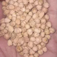 نخود عالی 50 کیلو