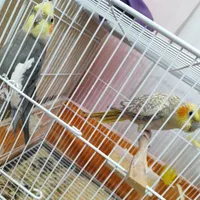 عروس هلندی باجوجه|پرنده|سمیرم, |دیوار
