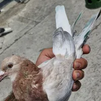 کفتر کبوتر شهرستانی گرفتنی|پرنده|تهران, جیحون|دیوار