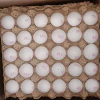 نیروجهت مرغداری