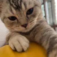 گربه بریتیش سیلور|گربه|اراک, |دیوار