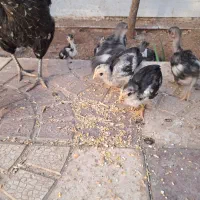 جوجه 40 روزه نژاد گلین