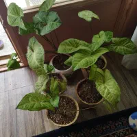 گل سینگونیوم گوش گربه
