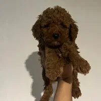 تاینی توی پودل و پودل وارداتی|سگ|تهران, فرحزاد|دیوار