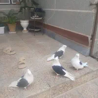 پرنده