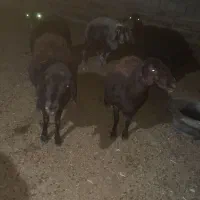 پنج عدد میش داشتی|حیوانات مزرعه|طاغنکوه, |دیوار